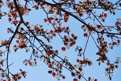 Acer platanoides 'Crimson King' - javor mléčný 'Crimson King' - jarní větévky (2)